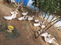 Ducks — ფოტო 1