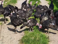 Turkeys — zdjęcie 1