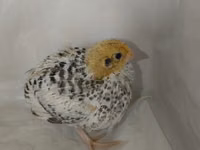 Quails — foto 5
