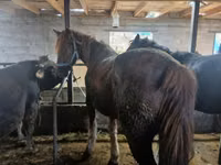 公马, Horses — 照片 1