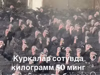 სლოვენიური ვერცხლის ქათამი — ფოტო 2