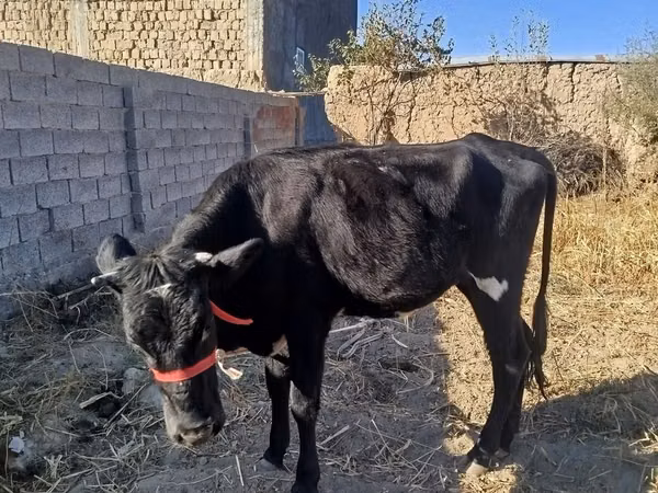 İnek, Sığır