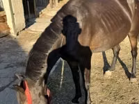 母马, Friesian — 照片 3