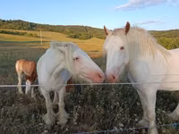 Horses (batch, sex not specified), Gypsy horse — photo 1