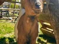 Keçi, Nigerian dwarf goats — foto 3