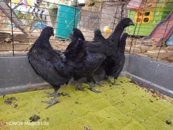 Ayam Cemani