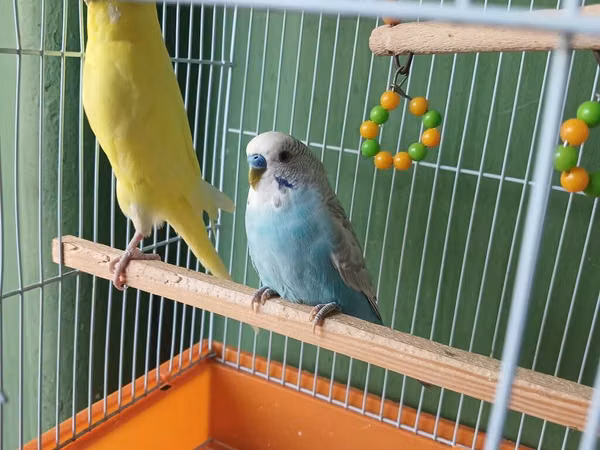 Dalmatin və sarı rəngli iki dalğıç papuqay (büdcəri) ilə birlikdə