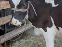 İnek, Holstein ırkı — foto 1