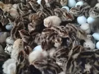 Quails — புகைப்படம் 1