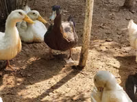 Niemiecki Pekin — zdjęcie 8