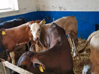 Buğa, Simmental cattle — foto 7