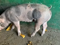 Boar, Pigs — photo 1