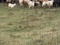 Koza, Kozy — foto 2