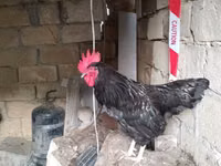 Chickens — foto 4