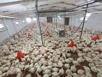 Chickens — zdjęcie 5