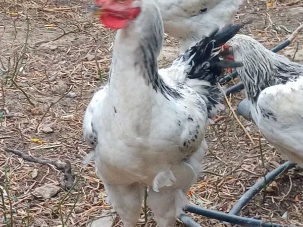 Chickens