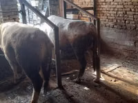 Býk, Simmental cattle — foto 8