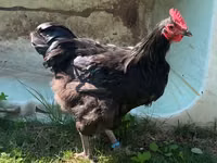 澳洲黑 — 照片 3