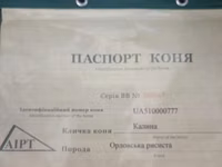 فرس, Orlov Trotter — الصورة 3