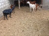 ஆண் வெள்ளாடு, Nubian Goat — புகைப்படம் 1