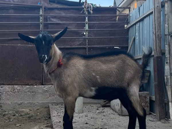 Kozy (partia, płeć nieokreślona), Kozy