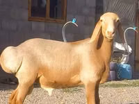 ஆண் ஆடு, Arashan sheep — புகைப்படம் 2