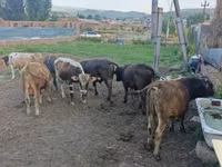 Ziegenbock, Ziegen — Foto 6