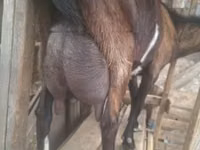 ஆண் வெள்ளாடு, Alpine goat — புகைப்படம் 3