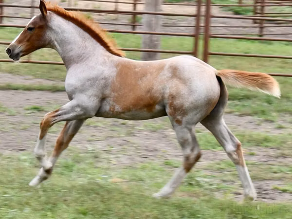 حصان, Quarter Horse