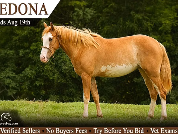 Jument, American paint horse