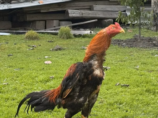 Malay Game