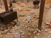 Chickens — zdjęcie 5