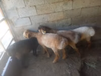 Oveja, Ovejas — foto 1