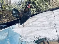 Chickens — 4-сурет