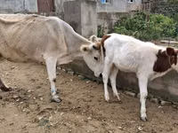 بقرة, الماشية — الصورة 1