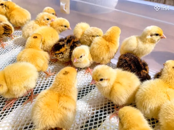 Quails