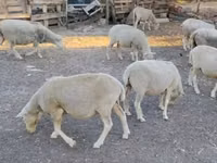Qoʻchqor, Ile-de-France sheep — 3-rasm