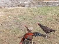 Chickens — الصورة 5