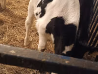Buqa, Russian Black pied cattle — 2-rasm