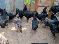 Australian Pit Game fowl — Foto 1