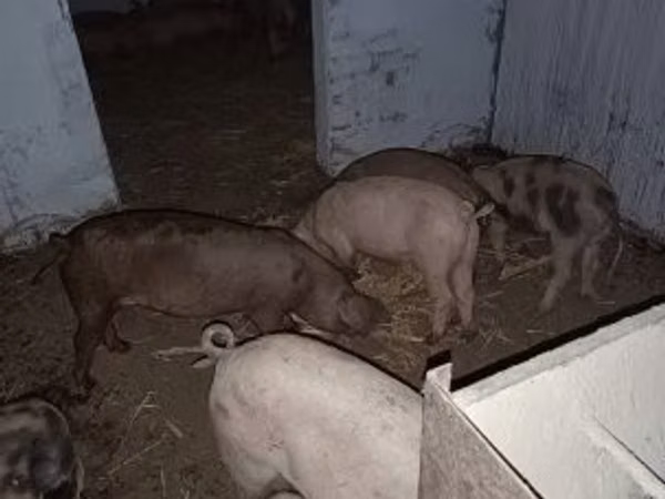 Kanec, Prasata