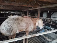 Koç, Edilbay sheep — foto 7