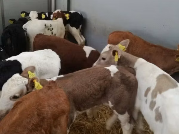 Skot (série, pohlaví neuvedeno), Simmental cattle