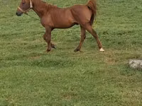 Cheval, Chevaux — photo 1