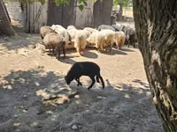 雄羊, Racka sheep — 写真 1