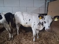 Toro, Russian Black pied cattle — foto 5