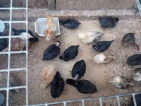 Chickens — zdjęcie 5
