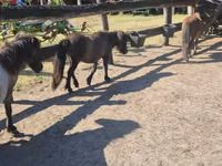 Jument, Shetland Pony — photo 4