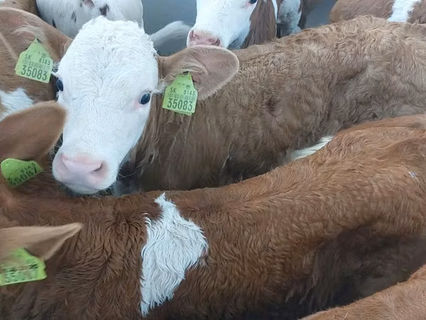 Buqa, Simmental cattle
