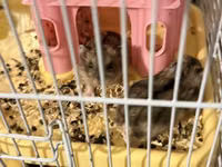 Hamster qefesi ve apilkasi ile bir yerde verirem 1 eded erkek 2 eded — புகைப்படம் 3